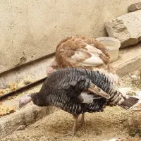 بوقلمون|حیوانات مزرعه|کرج, عظیمیه|دیوار