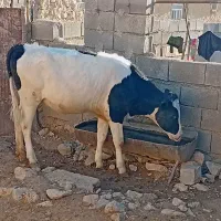 تلیسه مونت اصل واقعآ نژادش اصل|حیوانات مزرعه|لوداب, |دیوار