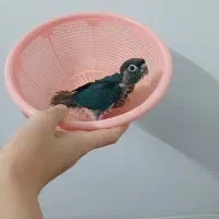 راهب و گرین چیک و مرغ مینا|پرنده|قم, قلعه کامکار|دیوار