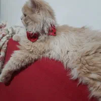 گربه پرشین ماده 6ماهه|گربه|بروجرد, |دیوار