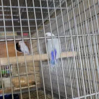 طوطی کوتوله بالفلالو|پرنده|بندرعباس, |دیوار