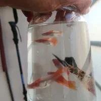 فروش ماهی گوپی نژاد های مختلف|ماهی|نیشابور, شهرآرا|دیوار