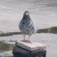 هفترنگ دم سفید نر با زرد دم سفید ماده