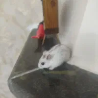 2عدد همستر بازیگوش وشیطون نر 2 ماهه دو نه ای 200