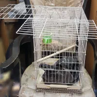 قفس پرنده