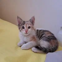 بچه گربه