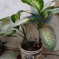 پنج دیفن باخ ریشه دار فقط 600تومن