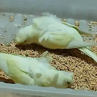 چهار عدد مرغ عشق پروانه ای|پرنده|مشهد, پروین اعتصامی|دیوار