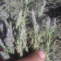 ازبوه|خوردنی و آشامیدنی|ایوان, |دیوار