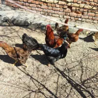 مرغ تخمگذار گلپایگان