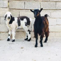 فروش جفتشون باهم بره و بزغالخ