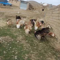 ۴۰ عدد بوقلمون محلی نر