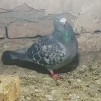 پولک|پرنده|خواف, |دیوار