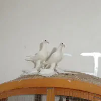 کبوتر اوجا پاچا