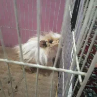 خوکچه هندی|موش و خرگوش|مشهد, هفت تیر (نه دره)|دیوار