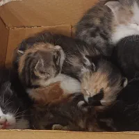 شش بچه گربه بی مادر