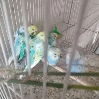 مرغ عشق پروانه ای