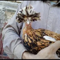 جوجه مرغ خروس کاکلی و گردن لخت یک روزه|حیوانات مزرعه|سیرجان, |دیوار