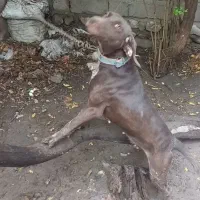 یک عدد سگ دمبلانی