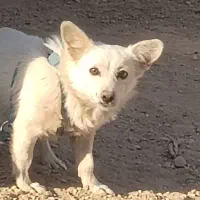 واگذاری پامر اشپیتز ماده