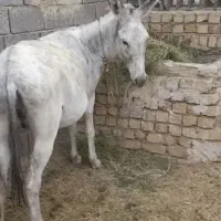 الاغ ماده و خرولی