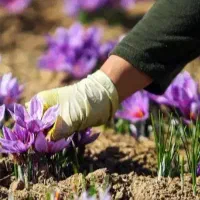 استخدام نیروجهت بسته بندی|استخدام صنعتی، فنی، مهندسی|ساری, |دیوار