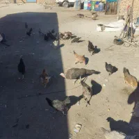 مرغ تخم گذار|حیوانات مزرعه|شهرضا, |دیوار