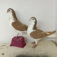 کبوتر|پرنده|تبریز, |دیوار