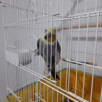 طوطی عروس نر بالغ سخنگو دستی