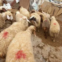 عمده و تکفروشی گوسفند شیشک و بز چاق روغنی|حیوانات مزرعه|خرم‌آباد, |دیوار