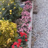 خدمات باغبانی هرس سم پاشی|خدمات باغبانی و درختکاری|کرج, فاز ۱ مهرشهر|دیوار