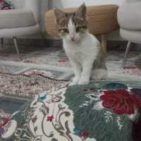 گربه واگذاری