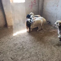 بره نر و کهره|حیوانات مزرعه|شیراز, ارم|دیوار