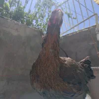 مرغ لاری جوان