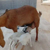 گوسفند دوقلوزا