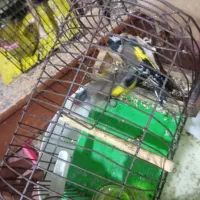 سهره جوجه سال