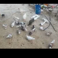 ۸ تا کبوتر نژاددار خوب بفروش می رسد