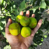 انجیر بادی از باغات محلات
