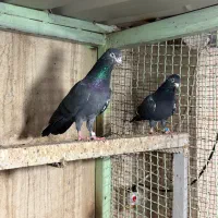 کبوتر نژاد زیرا پاکستان