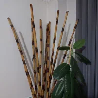 شاخه بامبو