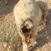 میش