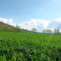 فروش-زمین-جامی