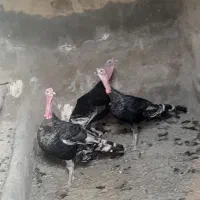 بوقلمون