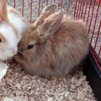 خرگوش رایگان