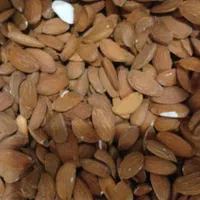 عرضه مستقیم مویز دشمن زیار.بادام ،بادام تلخ.شیره ا|عمده‌فروشی|شیراز, شهرک سراج‎|دیوار