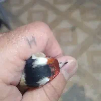 عروس هلندی ماده|پرنده|کوهدشت, |دیوار