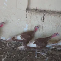 ۱۸عددبوقلمون نر وماده|حیوانات مزرعه|زیویه, |دیوار