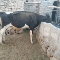 گاو شیری|حیوانات مزرعه|بیرجند, |دیوار