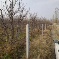 هرس درختان میوه