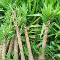 یوکا پایدار|گل و گیاه طبیعی|بابل, |دیوار